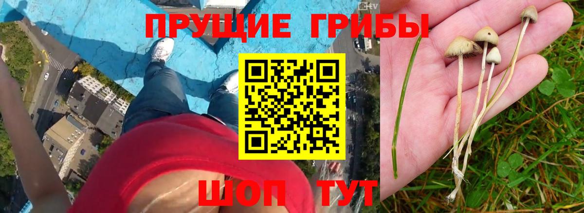 Галлюциногенные грибы Cubensis  Вход с VPN  Галлюциногенные грибы прущие грибы  Урюпинск 